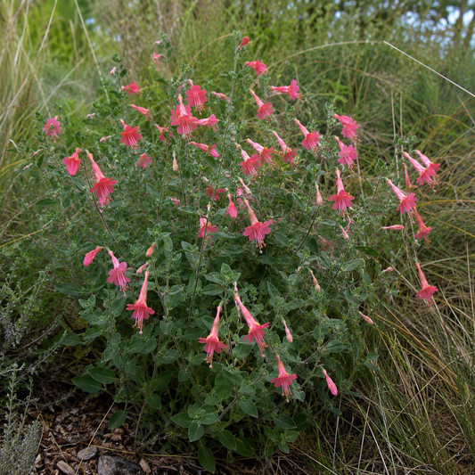 Epilobium 