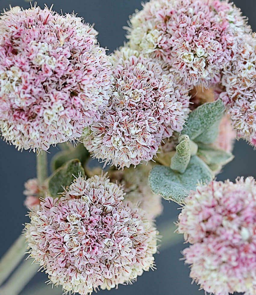 Eriogonum latifolium - Seaside Buckwheat Annie's Annuals Annie's Annuals and Perennials