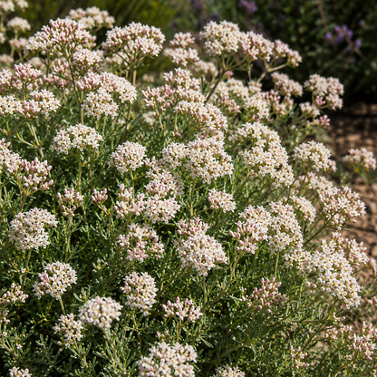 Eriogonum 'Warriner Lytle' California Buckwheat | Annie's Annie's Annuals Annie's Annuals and Perennials