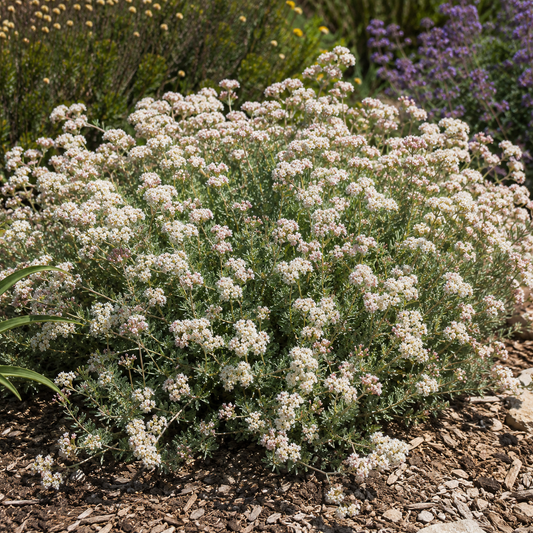 Eriogonum 'Warriner Lytle' California Buckwheat | Annie's Annie's Annuals Annie's Annuals and Perennials