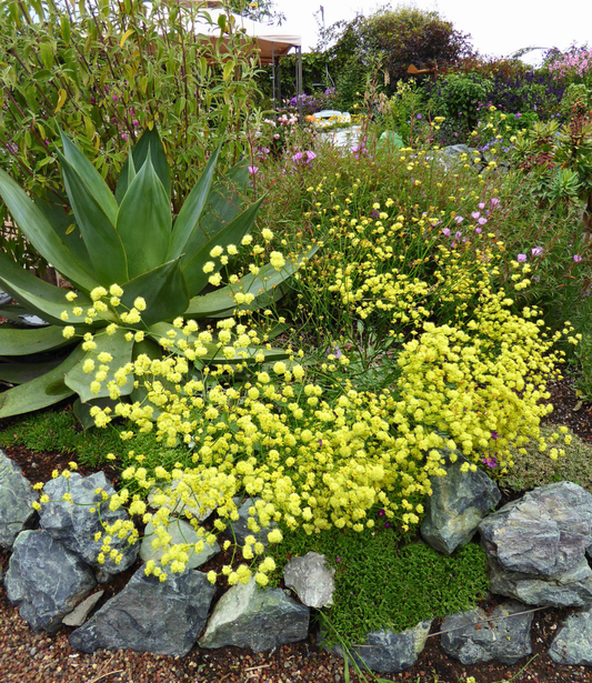 Eriogonum nudum - Ella Nelson's Yellow Annie's Annuals Annie's Annuals and Perennials