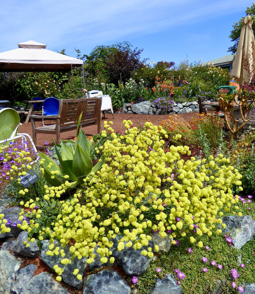 Eriogonum nudum - Ella Nelson's Yellow Annie's Annuals Annie's Annuals and Perennials