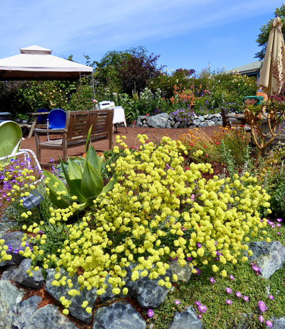 Eriogonum nudum - Ella Nelson's Yellow Annie's Annuals Annie's Annuals and Perennials
