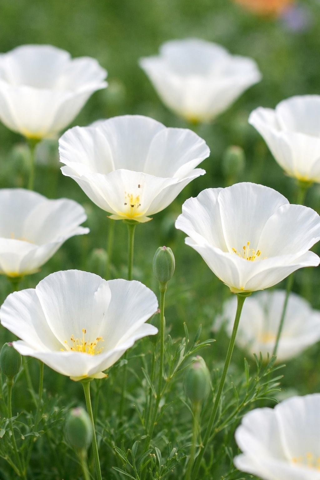 Eschscholzia californica - White Linen Annie's Annuals Annie's Annuals and Perennials