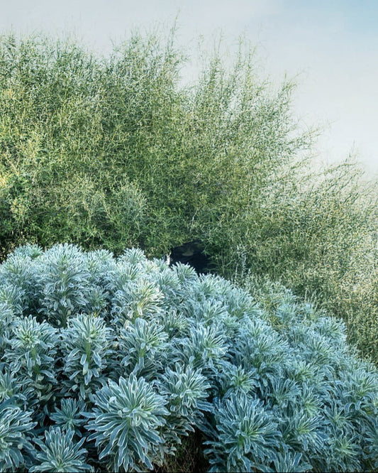 Euphorbia 
