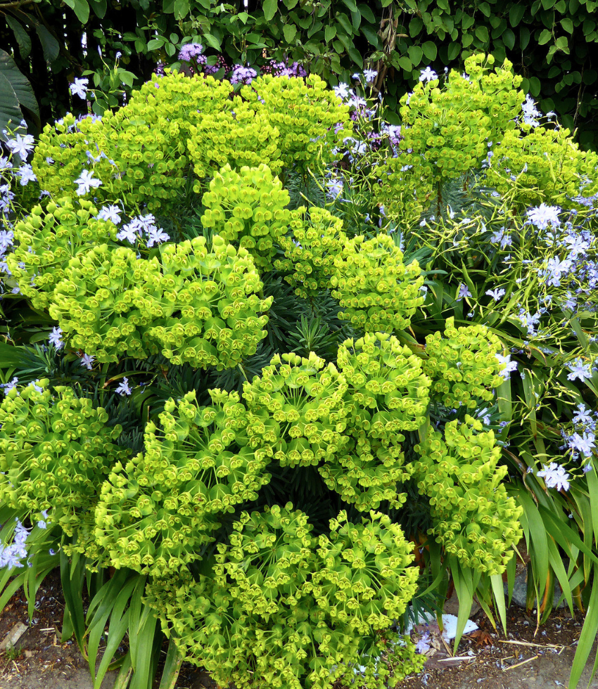 Euphorbia characias - Dwarf Annie's Annuals Annie's Annuals and Perennials