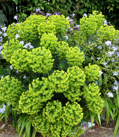 Euphorbia characias - Dwarf Annie's Annuals Annie's Annuals and Perennials