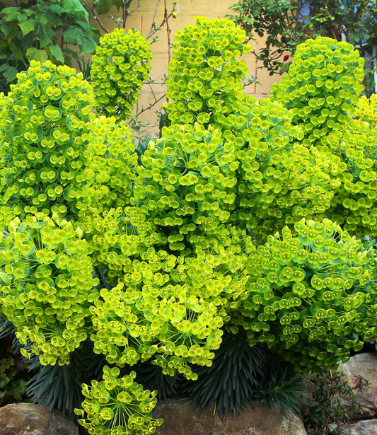 Euphorbia characias - Dwarf Annie's Annuals Annie's Annuals and Perennials