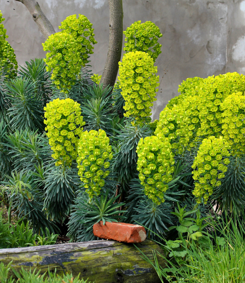 Euphorbia characias - Dwarf Annie's Annuals Annie's Annuals and Perennials