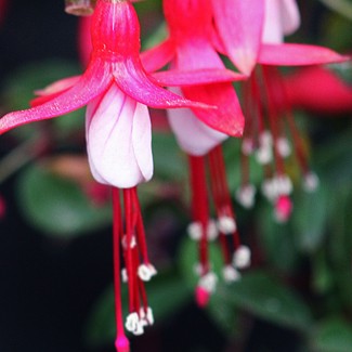 Fuchsia - Ruddy Rodney Annie's Annuals Annie's Annuals and Perennials