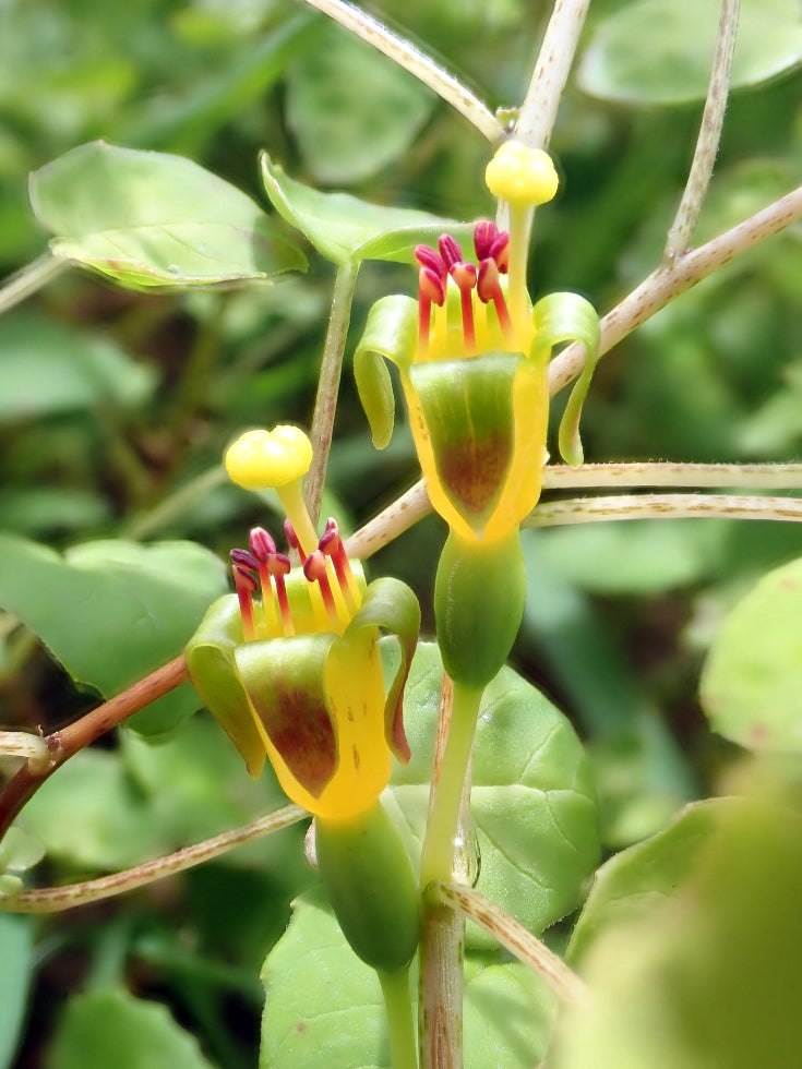 What's New for 2026 – Page 2 – Annie's Annuals & Perennials