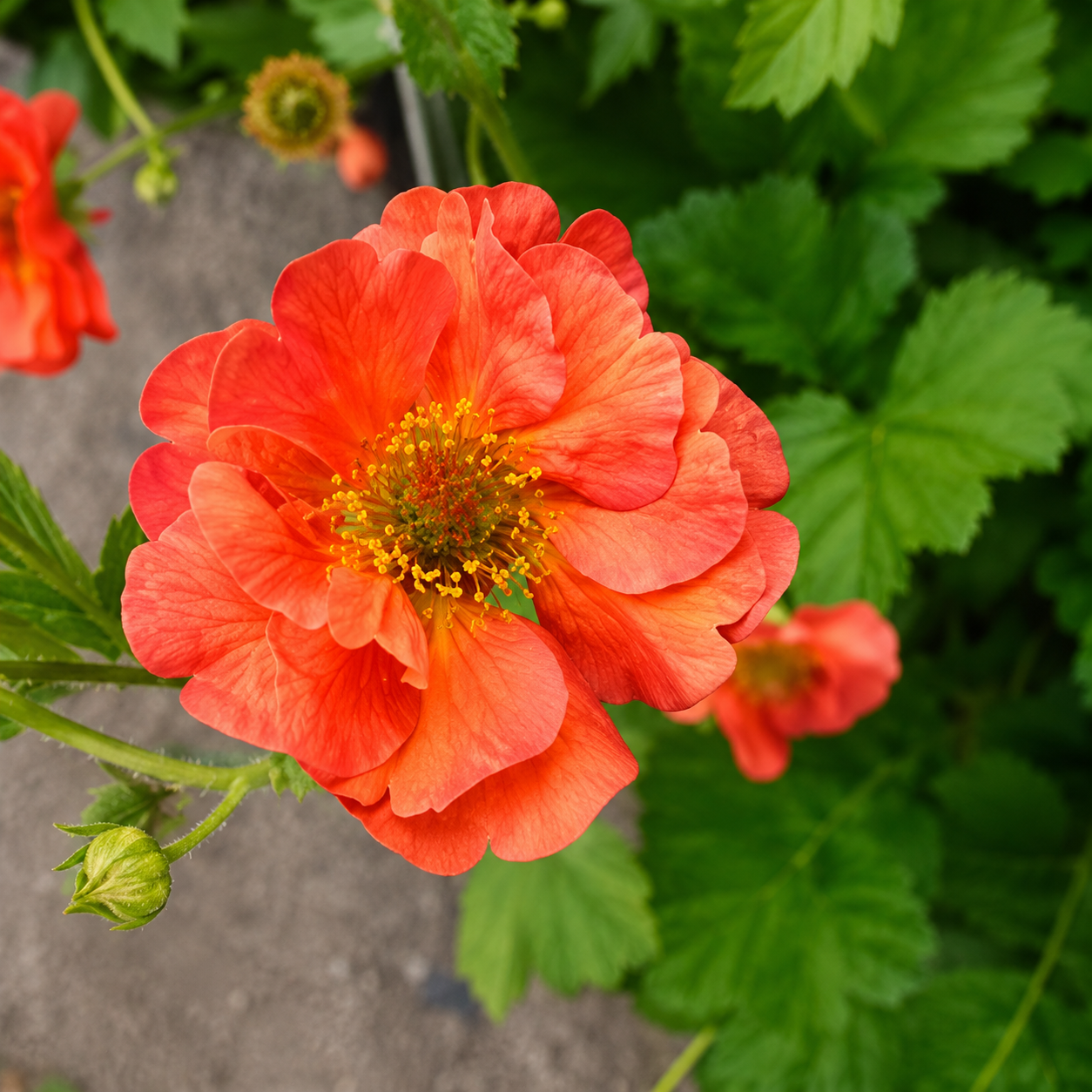 Geum - Coral Tempest Annie's Annuals Annie's Annuals and Perennials