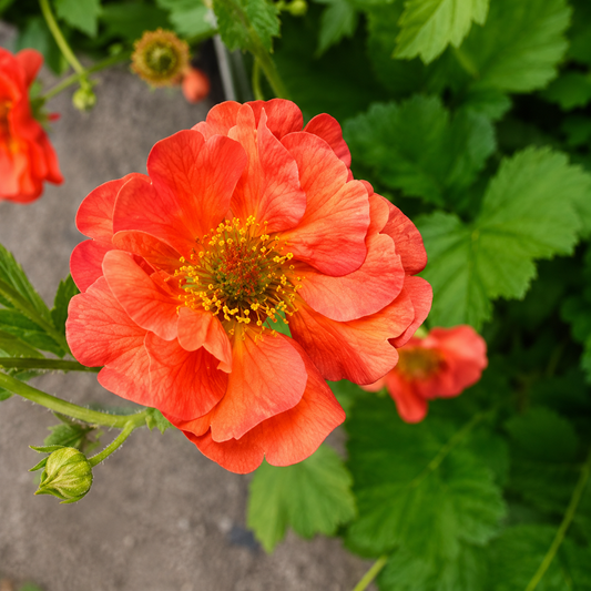 Geum - Coral Tempest Annie's Annuals Annie's Annuals and Perennials