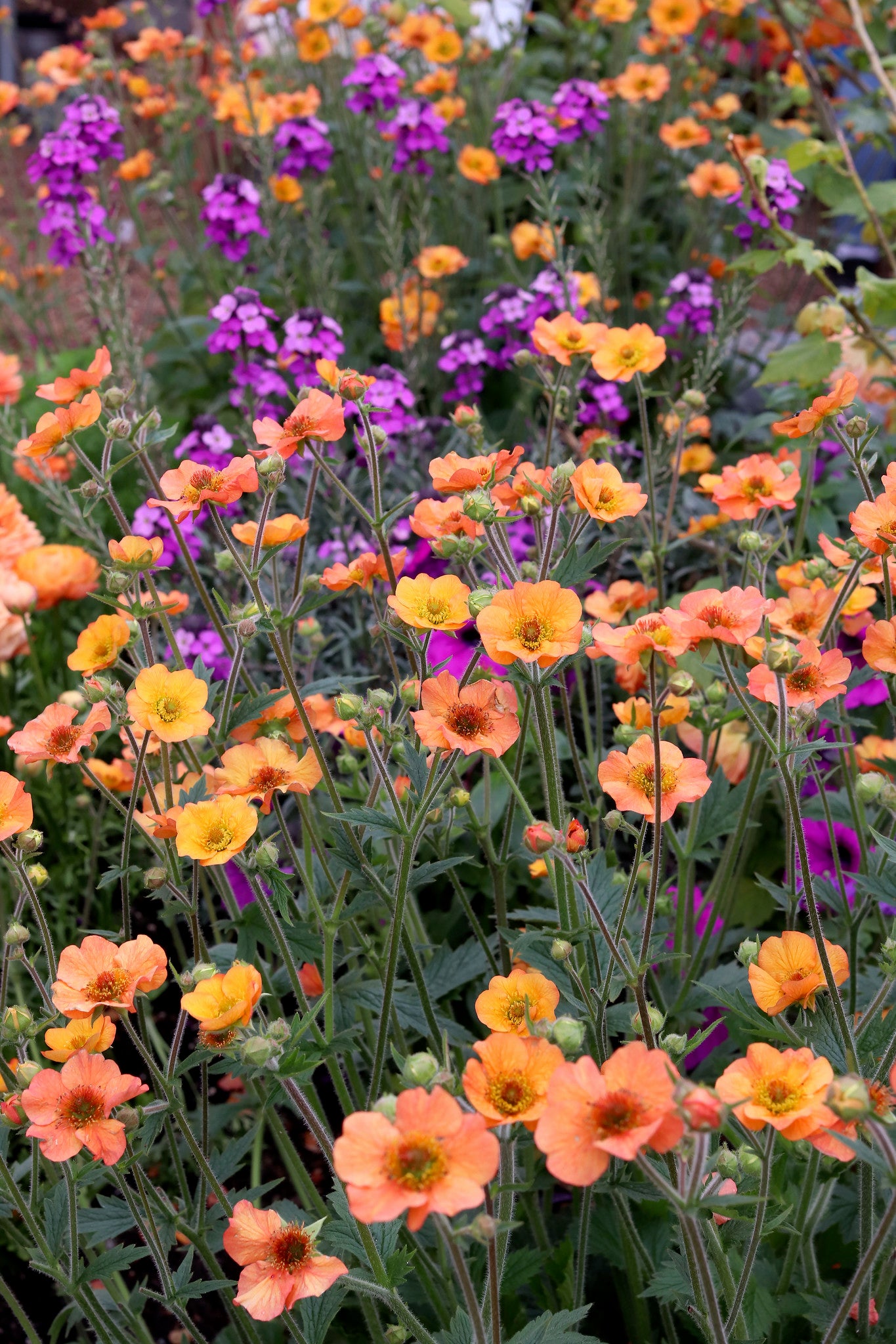 Geum coccineum - Totally Tangerine Annie's Annuals Annie's Annuals and Perennials