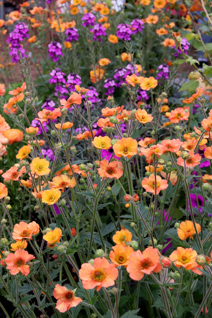 Geum coccineum - Totally Tangerine Annie's Annuals Annie's Annuals and Perennials