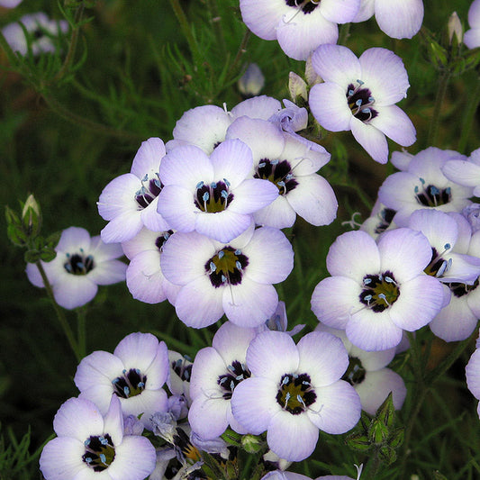 Gilia tricolor - Bird's Eyes Annie's Annuals Annie's Annuals and Perennials