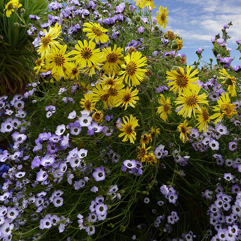 Gilia tricolor - Bird's Eyes Annie's Annuals Annie's Annuals and Perennials