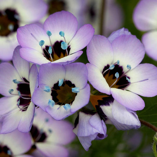 Gilia tricolor - Bird's Eyes Annie's Annuals Annie's Annuals and Perennials