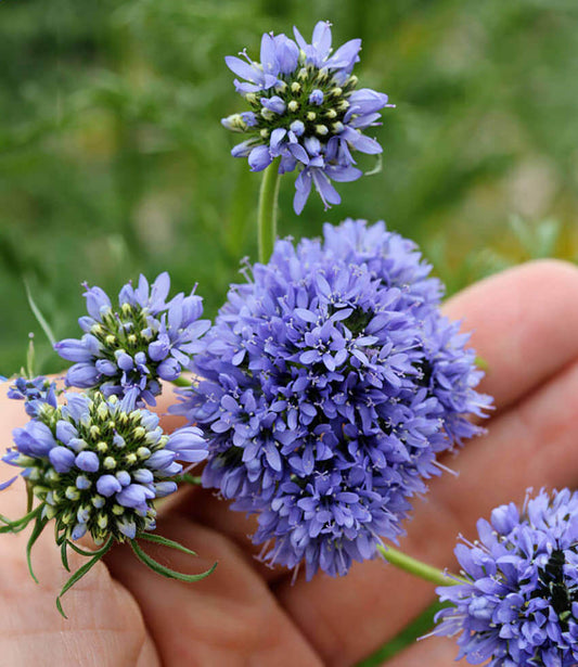 Gilia capitata - Blue Thimble Flower Annie's Annuals Annie's Annuals and Perennials