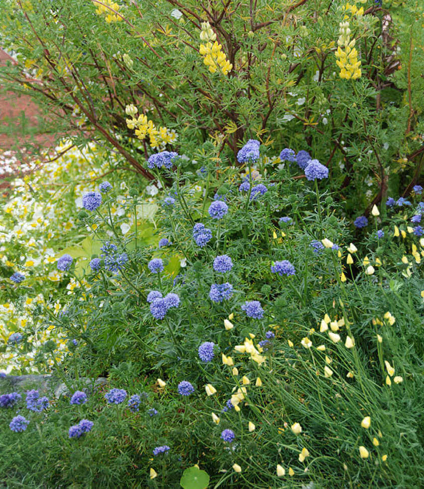 Gilia capitata - Blue Thimble Flower Annie's Annuals Annie's Annuals and Perennials