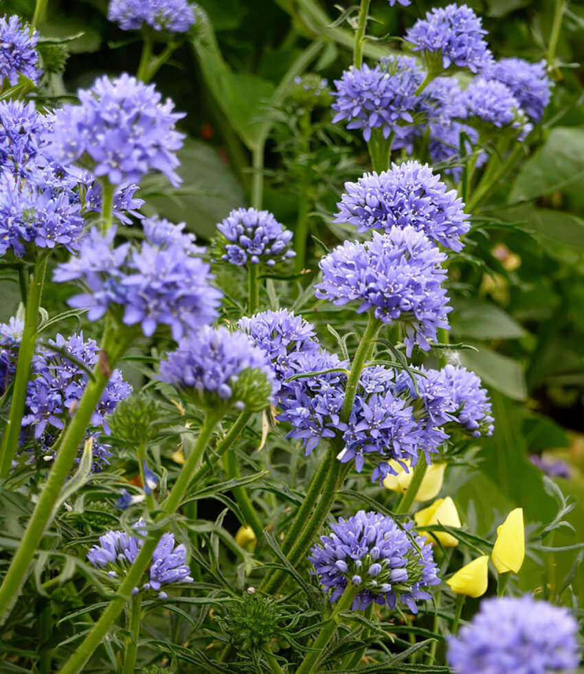 Gilia capitata - Blue Thimble Flower Annie's Annuals Annie's Annuals and Perennials
