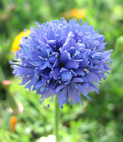 Gilia capitata - Blue Thimble Flower Annie's Annuals Annie's Annuals and Perennials