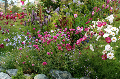 Gomphrena Globosa - Fireworks Annie's Annuals Annie's Annuals and Perennials