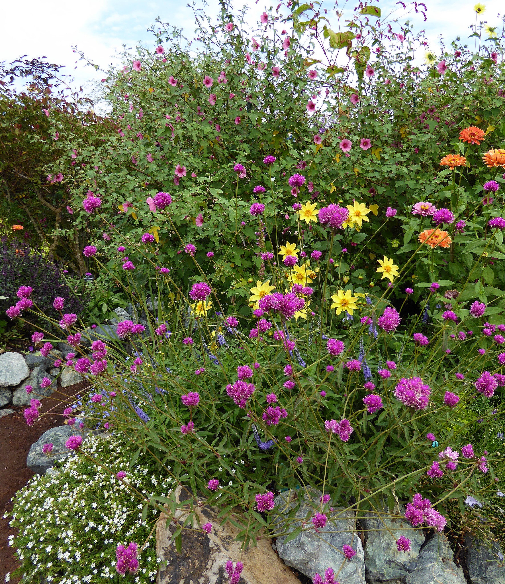 Gomphrena Globosa - Fireworks Annie's Annuals Annie's Annuals and Perennials