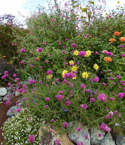 Gomphrena Globosa - Fireworks Annie's Annuals Annie's Annuals and Perennials