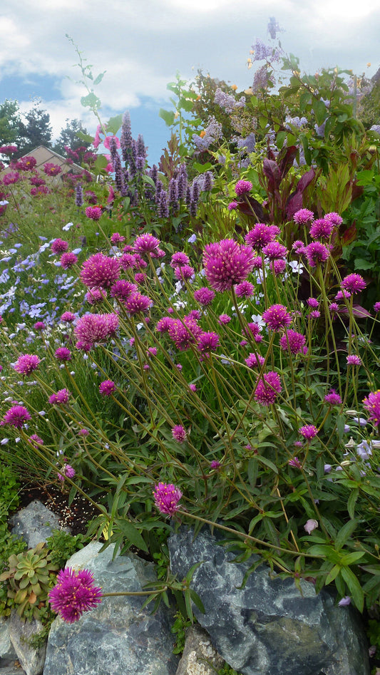 Gomphrena Globosa - Fireworks Annie's Annuals Annie's Annuals and Perennials