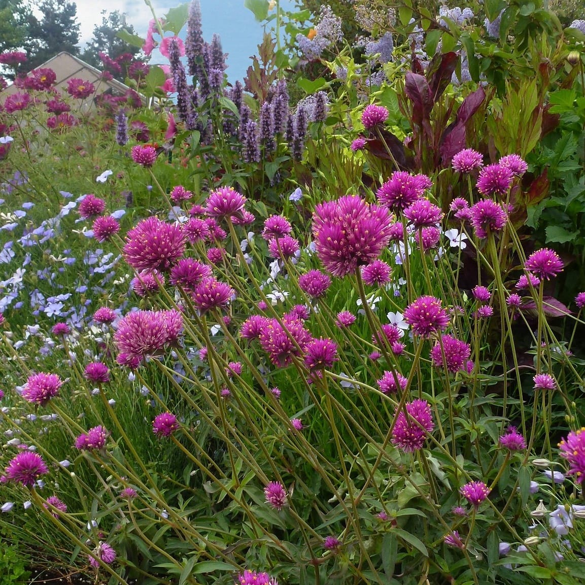 Gomphrena globosa 'Fireworks' | Pink Globe Amaranth | Annie's Annuals Annie's Annuals Annie's Annuals and Perennials