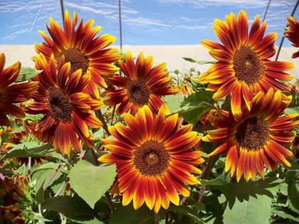 Helianthus annuus - 'Little Becka' Annie's Annuals Annie's Annuals and Perennials