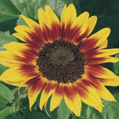 Helianthus annuus - 'Ring of Fire' Annie's Annuals Annie's Annuals and Perennials