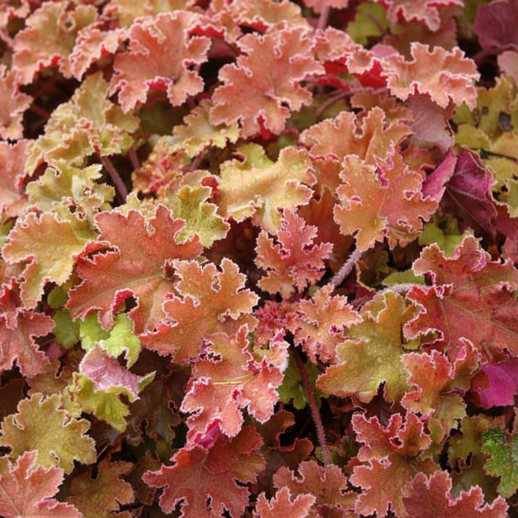 Heuchera - Marmalade Annie's Annuals Annie's Annuals and Perennials