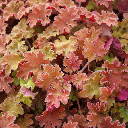 Heuchera - Marmalade Annie's Annuals Annie's Annuals and Perennials
