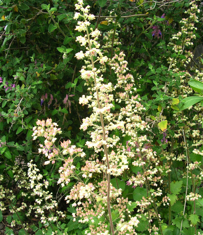 Heuchera maxima Annie's Annuals Annie's Annuals and Perennials