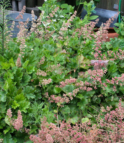 Heuchera maxima Annie's Annuals Annie's Annuals and Perennials