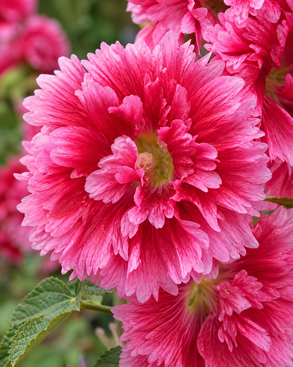 Hollyhock (Alcea Rosea) - Fiesta Time Annie's Annuals Annie's Annuals and Perennials