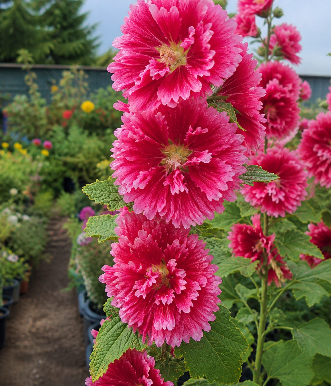 Hollyhock (Alcea Rosea) - Fiesta Time Annie's Annuals Annie's Annuals and Perennials