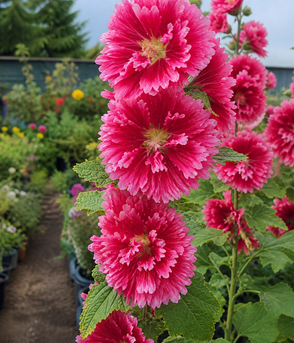Hollyhock (Alcea Rosea) - Fiesta Time Annie's Annuals Annie's Annuals and Perennials