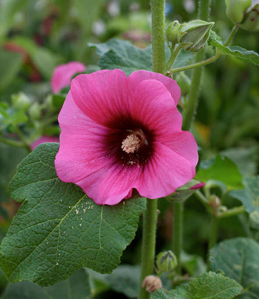 Hollyhock (Alcea rosea) - Halo Cerise Annie's Annuals Annie's Annuals and Perennials
