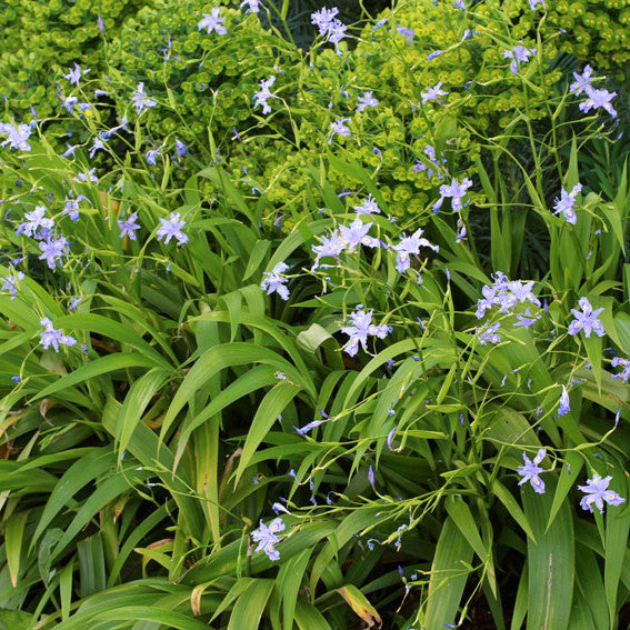 Iris confusa - Chengdu Annie's Annuals Annie's Annuals and Perennials