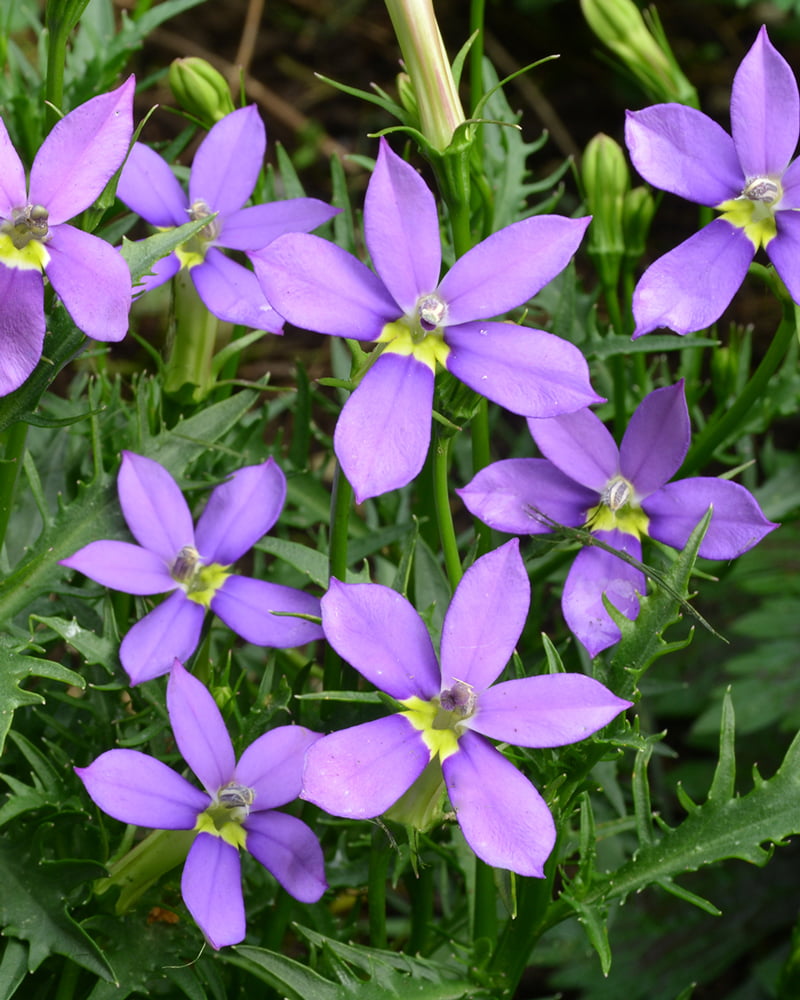 Isotoma 'Fizz 'n Pop Glowing Violet' | Violet Star Flower | Annie's Annuals Annie's Annuals Annie's Annuals and Perennials