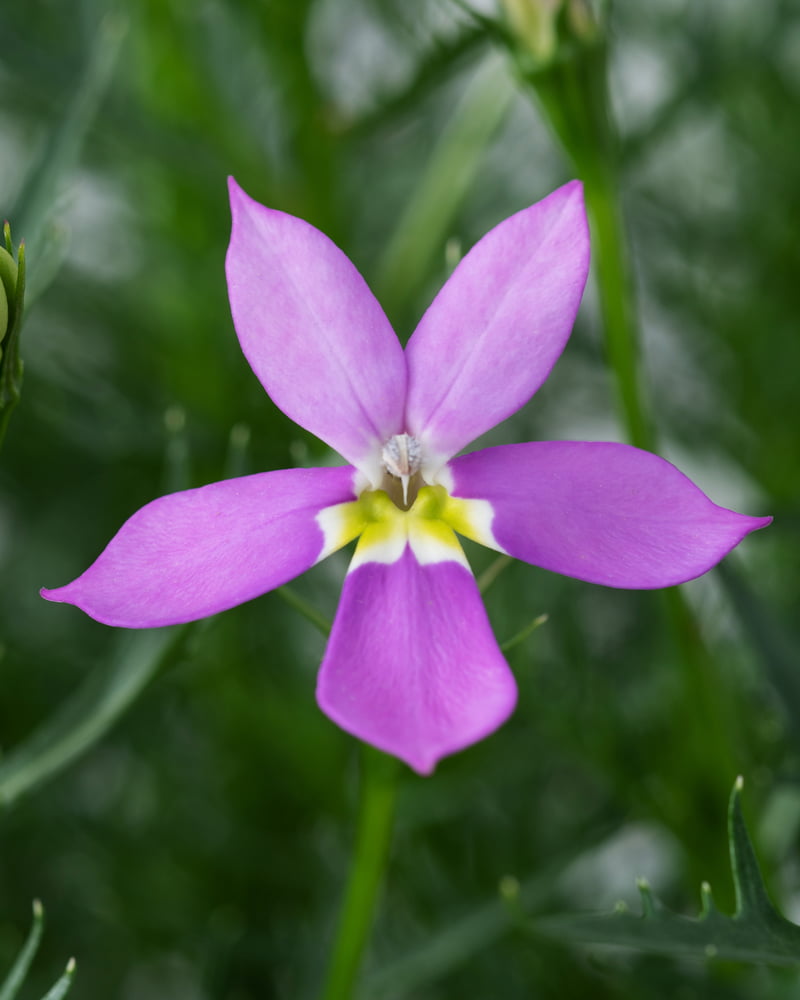 Isotoma 'Fizz 'n Pop Glowing Violet' | Violet Star Flower | Annie's Annuals Annie's Annuals Annie's Annuals and Perennials