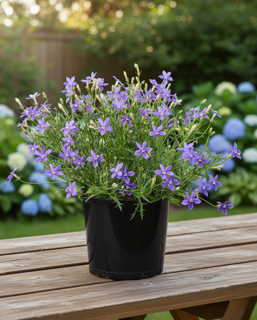 Isotoma 'Fizz 'n Pop Glowing Violet' | Violet Star Flower | Annie's Annuals Annie's Annuals Annie's Annuals and Perennials
