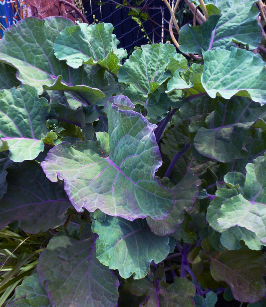 Kale - Richmond's Pride / Purple Tree Collard Annie's Annuals Annie's Annuals and Perennials