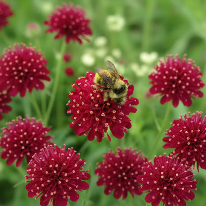 Knautia macedonica Annie's Annuals Annie's Annuals and Perennials