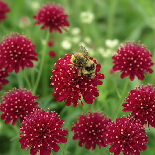 Knautia macedonica Annie's Annuals Annie's Annuals and Perennials