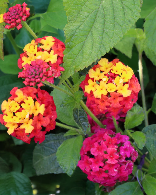 Lantana camara - Irene Annie's Annuals Annie's Annuals & Perennials and Perennials