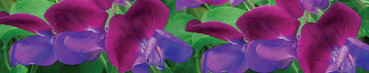 Sweet Pea Seeds